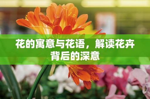 花的寓意与花语，解读花卉背后的深意
