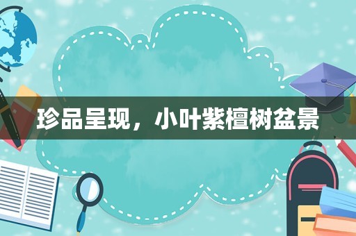 珍品呈现，小叶紫檀树盆景