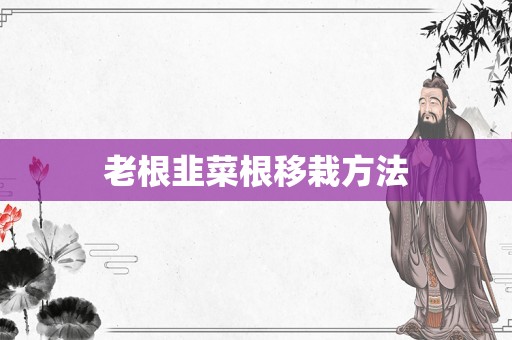 老根韭菜根移栽方法