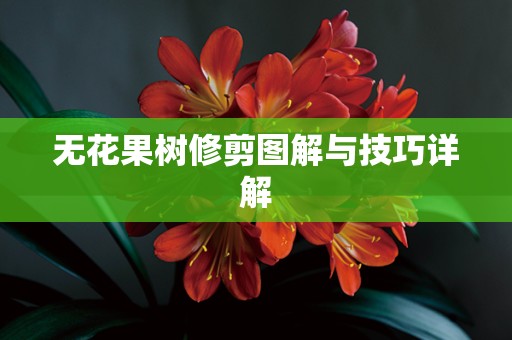 无花果树修剪图解与技巧详解