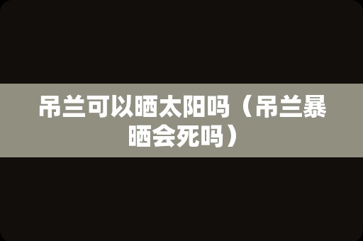 吊兰可以晒太阳吗（吊兰暴晒会死吗）