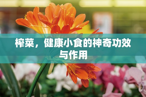 榨菜，健康小食的神奇功效与作用