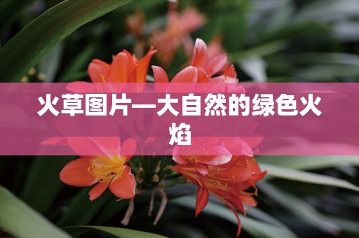 火草图片—大自然的绿色火焰