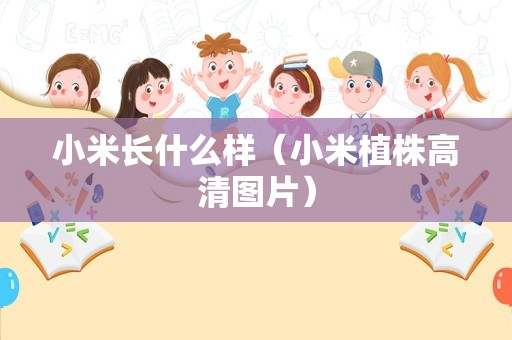 小米长什么样（小米植株高清图片）