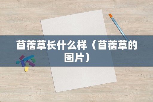 苜蓿草长什么样（苜蓿草的图片）