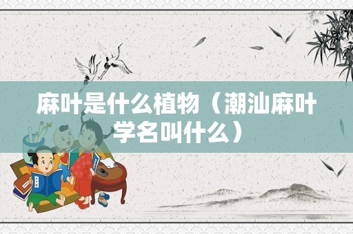 麻叶是什么植物（潮汕麻叶学名叫什么）