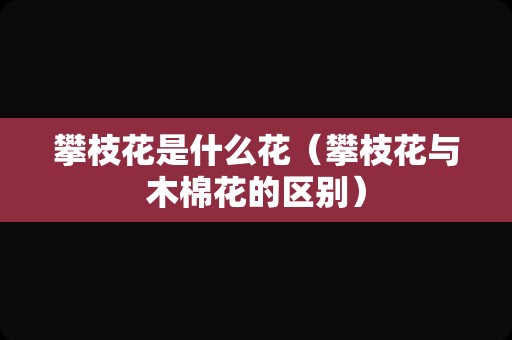 攀枝花是什么花（攀枝花与木棉花的区别）