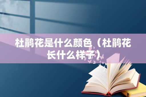 白色百合（白色的百合花代表着什么）