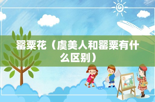 罂粟花（虞美人和罂粟有什么区别）