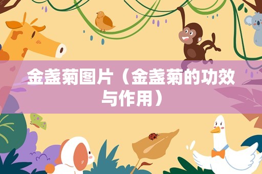 金盏菊图片（金盏菊的功效与作用）