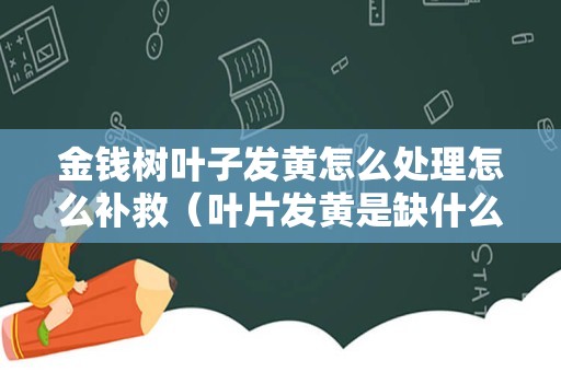 金钱树叶子发黄怎么处理怎么补救（叶片发黄是缺什么肥料）