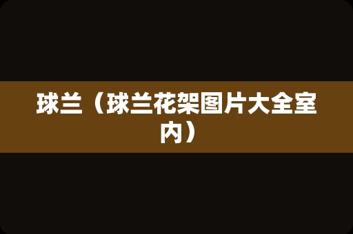 菊花的特点（菊花特点及象征意义）