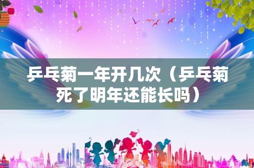 乒乓菊一年开几次（乒乓菊死了明年还能长吗）