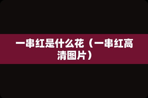 一串红是什么花（一串红高清图片）