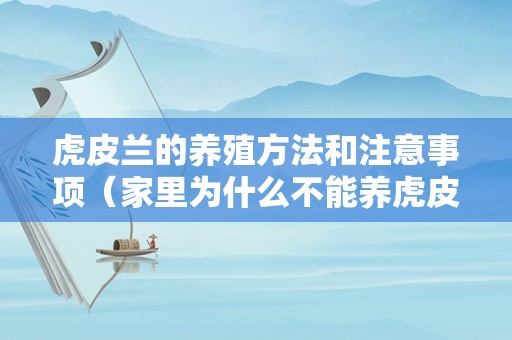 虎皮兰的养殖方法和注意事项（家里为什么不能养虎皮兰）
