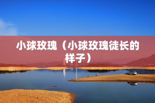 小球玫瑰（小球玫瑰徒长的样子）