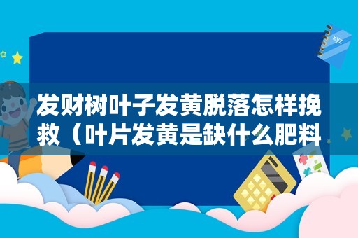发财树叶子发黄脱落怎样挽救（叶片发黄是缺什么肥料）