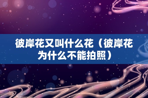 彼岸花又叫什么花（彼岸花为什么不能拍照）