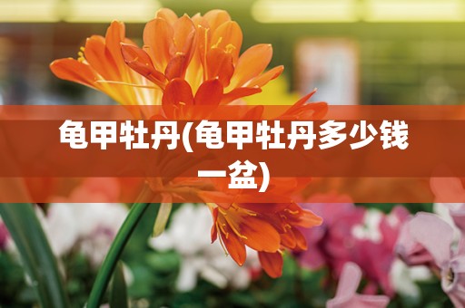 龟甲牡丹(龟甲牡丹多少钱一盆)
