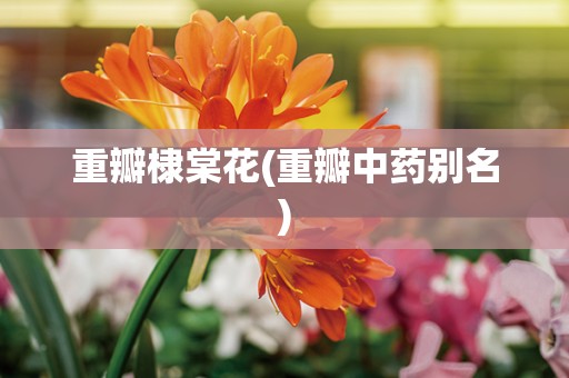重瓣棣棠花(重瓣中药别名)