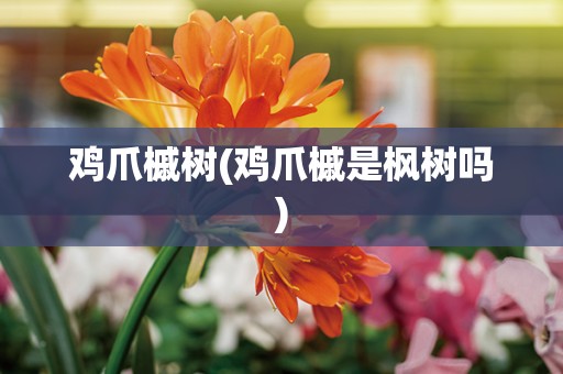 鸡爪槭树(鸡爪槭是枫树吗)