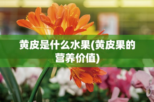 黄皮是什么水果(黄皮果的营养价值)