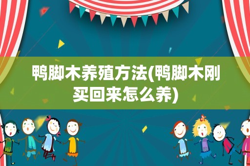 鸭脚木养殖方法(鸭脚木刚买回来怎么养)