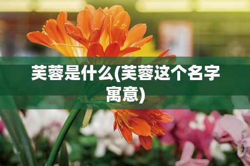 芙蓉是什么(芙蓉这个名字寓意)
