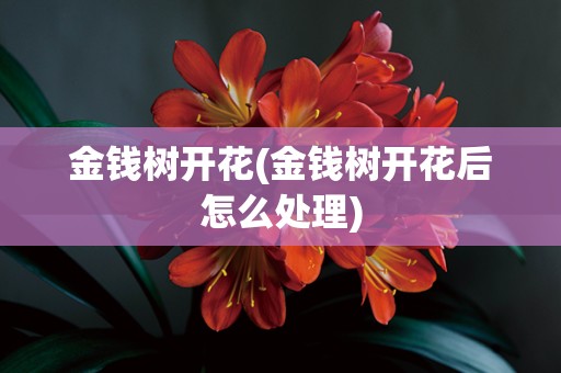 金钱树开花(金钱树开花后怎么处理)
