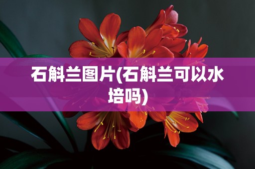 石斛兰图片(石斛兰可以水培吗)