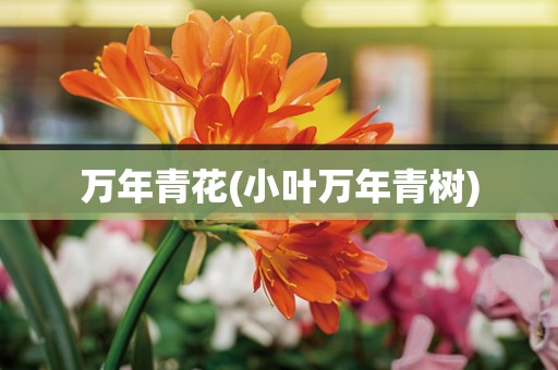 万年青花(小叶万年青树)