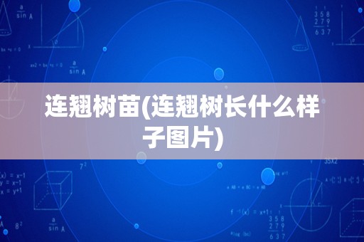 连翘树苗(连翘树长什么样子图片)