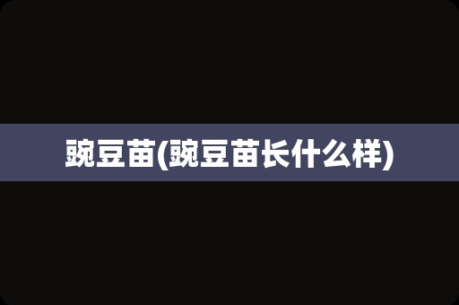 豌豆苗(豌豆苗长什么样)