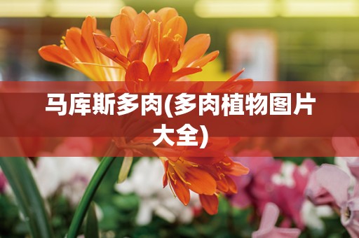 马库斯多肉(多肉植物图片大全)