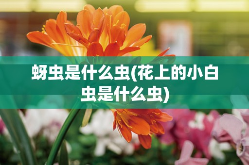 蚜虫是什么虫(花上的小白虫是什么虫)