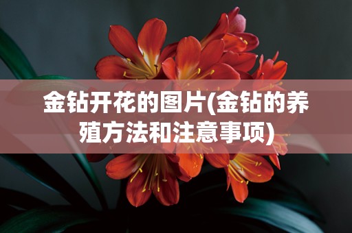 金钻开花的图片(金钻的养殖方法和注意事项)