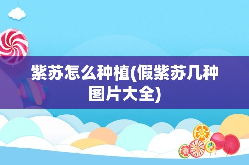 紫苏怎么种植(假紫苏几种图片大全)