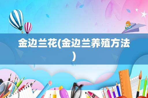 金边兰花(金边兰养殖方法)
