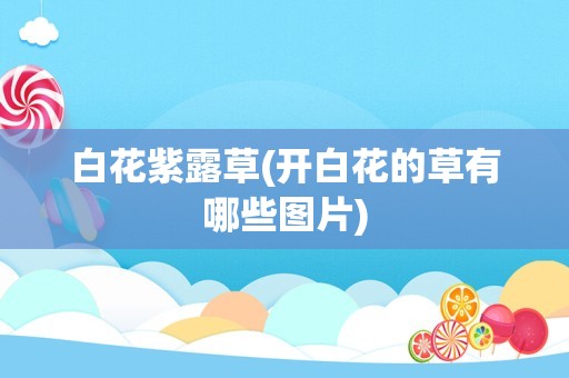 白花紫露草(开白花的草有哪些图片)