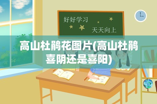 高山杜鹃花图片(高山杜鹃喜阴还是喜阳)