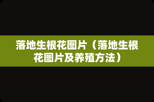 落地生根花图片（落地生根花图片及养殖方法）