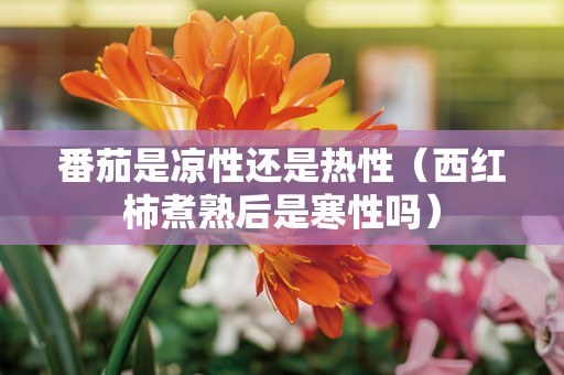 番茄是凉性还是热性（西红柿煮熟后是寒性吗）