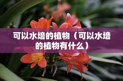 可以水培的植物（可以水培的植物有什么）