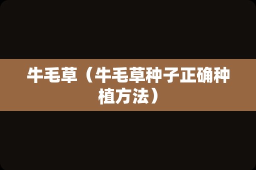 牛毛草（牛毛草种子正确种植方法）