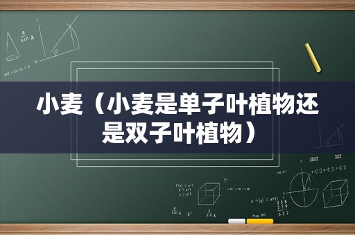 小麦（小麦是单子叶植物还是双子叶植物）