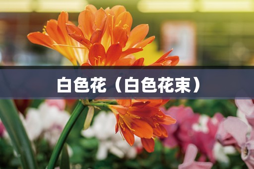 白色花（白色花束）