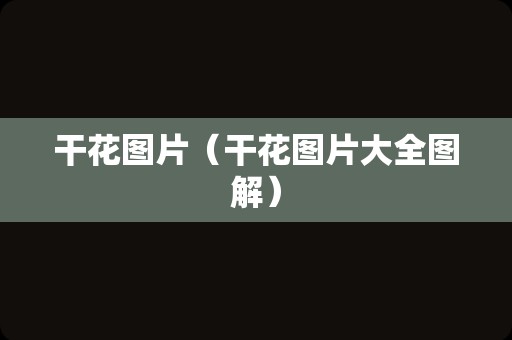 干花图片（干花图片大全图解）