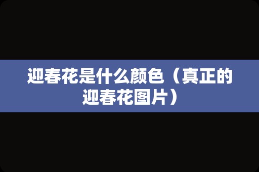 迎春花是什么颜色（真正的迎春花图片）