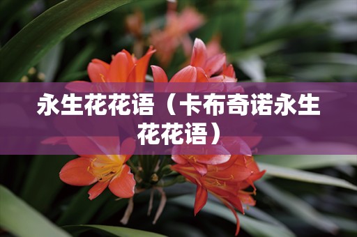 永生花花语（卡布奇诺永生花花语）