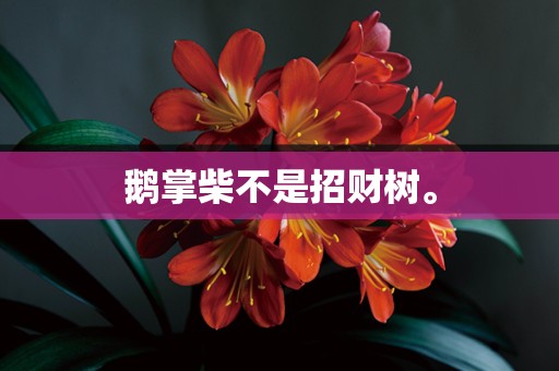 鹅掌柴不是招财树。